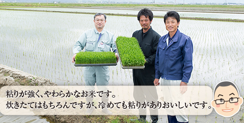 粘りが強く、やわらかなお米です。炊きたてはもちろんですが、冷めても粘りがありおいしいです。